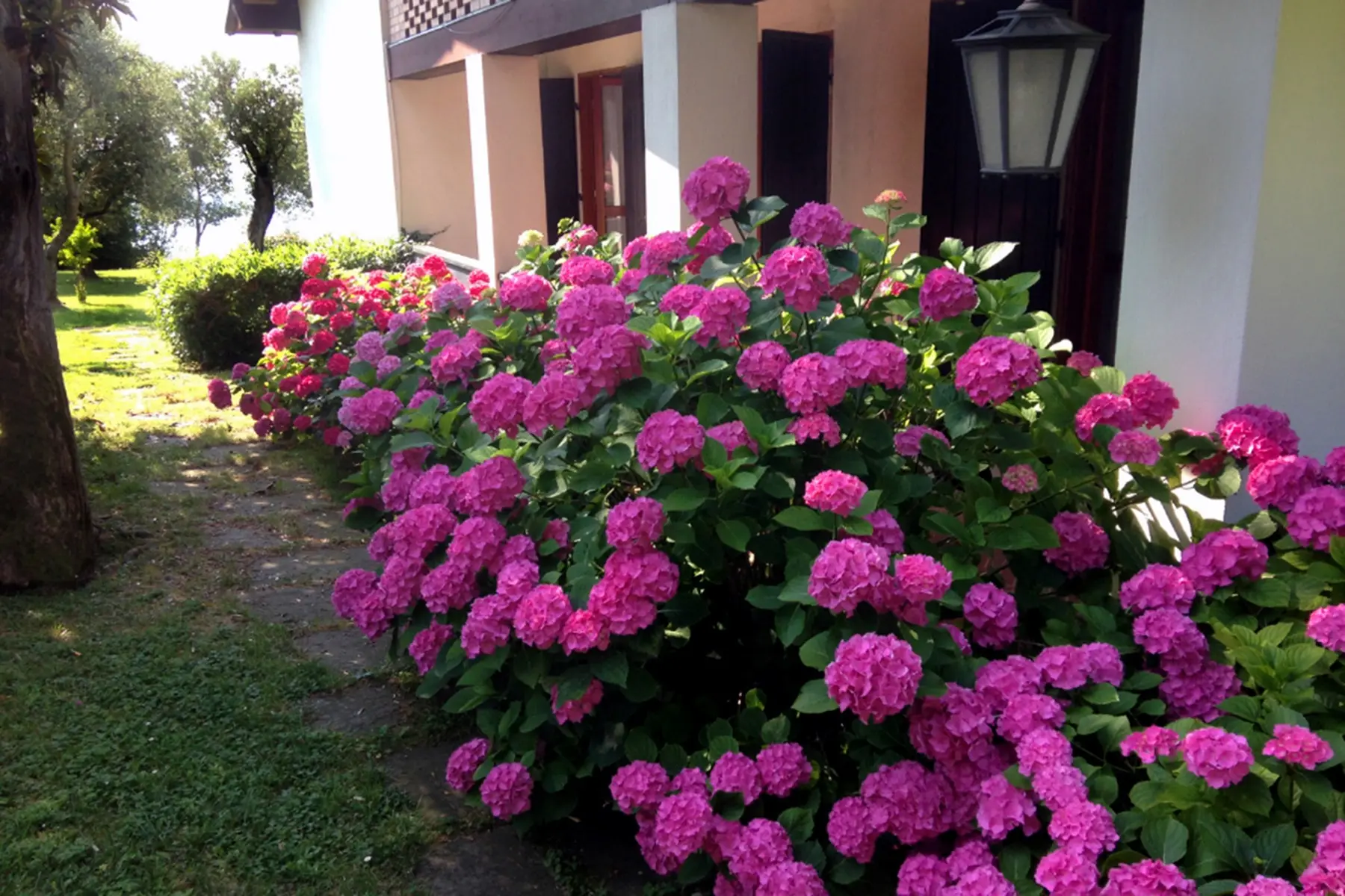 Hydrangeas in the garden